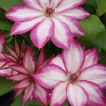 Клематис ‘Betty Risdon’ (Clematis ‘Betty Risdon’)